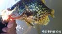 Filename=attachID_23659_postID_217241_20160903_100325.jpg
Filesize=85KiB
Dimensions=1000x562
Date added=Dec 02, 2016 attachID_23659_postID_217241_20160903_100325.jpg