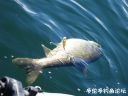 Filename=attachID_24071_postID_220700_1.jpg
Filesize=62KiB
Dimensions=1000x750
Date added=Dec 02, 2016 attachID_24071_postID_220700_1.jpg