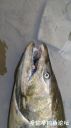 Filename=attachID_24109_postID_221336_20160928_113448.jpg
Filesize=67KiB
Dimensions=562x1000
Date added=Dec 02, 2016 attachID_24109_postID_221336_20160928_113448.jpg