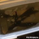 Filename=attachID_24258_postID_222875_IMG_2631.JPG
Filesize=78KiB
Dimensions=1000x1000
Date added=Dec 02, 2016 attachID_24258_postID_222875_IMG_2631.JPG