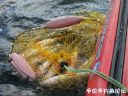 Filename=attachID_24275_postID_223103_4.jpg
Filesize=144KiB
Dimensions=1000x750
Date added=Dec 02, 2016 attachID_24275_postID_223103_4.jpg