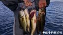 Filename=attachID_24280_postID_223157__00r.jpg
Filesize=88KiB
Dimensions=1000x566
Date added=Dec 02, 2016 attachID_24280_postID_223157__00r.jpg