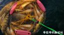 Filename=attachID_24293_postID_223351__00s.jpg
Filesize=93KiB
Dimensions=1000x547
Date added=Dec 02, 2016 attachID_24293_postID_223351__00s.jpg