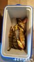 Filename=attachID_24303_postID_223409_20161010_180331.jpg
Filesize=63KiB
Dimensions=562x1000
Date added=Dec 02, 2016 attachID_24303_postID_223409_20161010_180331.jpg