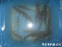 Filename=attachID_24327_postID_223696_IMG_0327.JPG
Filesize=64KiB
Dimensions=1000x750
Date added=Dec 02, 2016 attachID_24327_postID_223696_IMG_0327.JPG