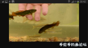 Filename=attachID_24364_postID_223919_Screenshot_2016-10-13-20-42-36.png
Filesize=352KiB
Dimensions=1000x562
Date added=Dec 02, 2016 attachID_24364_postID_223919_Screenshot_2016-10-13-20-42-36.png