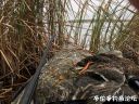 Filename=attachID_24851_postID_227647_IMG_1404.jpg
Filesize=203KiB
Dimensions=1000x750
Date added=Dec 02, 2016 attachID_24851_postID_227647_IMG_1404.jpg