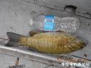 Filename=attachID_24941_postID_228260_DSCN0230.JPG
Filesize=111KiB
Dimensions=1000x750
Date added=Dec 02, 2016 attachID_24941_postID_228260_DSCN0230.JPG