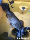 attachID_24952_postID_228316_IMG_1487.JPG
