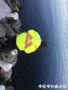 Filename=attachID_24994_postID_228631_IMG_0481.JPG
Filesize=122KiB
Dimensions=750x1000
Date added=Dec 02, 2016 attachID_24994_postID_228631_IMG_0481.JPG
