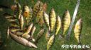Filename=attachID_25102_postID_228973_DSC04665.JPG
Filesize=137KiB
Dimensions=1000x562
Date added=Dec 02, 2016 attachID_25102_postID_228973_DSC04665.JPG