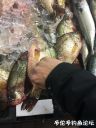 Filename=attachID_25147_postID_229834_IMG_1662.JPG
Filesize=122KiB
Dimensions=750x1000
Date added=Dec 02, 2016 attachID_25147_postID_229834_IMG_1662.JPG