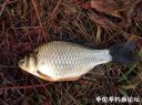 Filename=attachID_25238_postID_230937__00r.jpg
Filesize=143KiB
Dimensions=1000x747
Date added=Dec 02, 2016 attachID_25238_postID_230937__00r.jpg