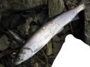 Filename=attachID_2530_postID_18900_herring1.jpg
Filesize=150KiB
Dimensions=985x739
Date added=Dec 02, 2016 attachID_2530_postID_18900_herring1.jpg