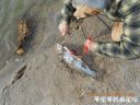 Filename=attachID_25462_postID_232869_DSCN0365.JPG
Filesize=188KiB
Dimensions=1000x750
Date added=Dec 02, 2016 attachID_25462_postID_232869_DSCN0365.JPG