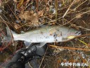 Filename=attachID_25642_postID_235391_DSCN0408.JPG
Filesize=195KiB
Dimensions=1000x750
Date added=Dec 18, 2016 attachID_25642_postID_235391_DSCN0408.JPG