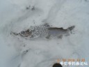 Filename=attachID_25910_postID_237861_DSCN0414~1.JPG
Filesize=49KiB
Dimensions=1000x750
Date added=Dec 18, 2016 attachID_25910_postID_237861_DSCN0414~1.JPG