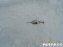 Filename=attachID_25911_postID_237861_DSCN0419~1.JPG
Filesize=33KiB
Dimensions=1000x750
Date added=Dec 18, 2016 attachID_25911_postID_237861_DSCN0419~1.JPG