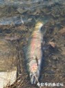 Filename=attachID_25922_postID_238086_IMG-20161208-WA0002.jpg
Filesize=110KiB
Dimensions=749x1000
Date added=Jan 05, 2017 attachID_25922_postID_238086_IMG-20161208-WA0002.jpg