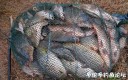 Filename=attachID_26025_postID_239149_08g.jpg
Filesize=188KiB
Dimensions=1000x627
Date added=Jan 05, 2017 attachID_26025_postID_239149_08g.jpg