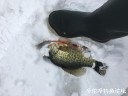 Filename=attachID_26177_postID_240283_IMG_2623.JPG
Filesize=64KiB
Dimensions=1000x750
Date added=Jan 05, 2017 attachID_26177_postID_240283_IMG_2623.JPG