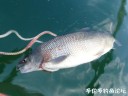 Filename=attachID_26460_postID_242046_jigging3.jpg
Filesize=61KiB
Dimensions=992x744
Date added=Jan 05, 2017 attachID_26460_postID_242046_jigging3.jpg