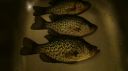 Filename=attachID_2658_postID_20228_DSC01660-1.jpg
Filesize=298KiB
Dimensions=1500x843
Date added=Dec 02, 2016 attachID_2658_postID_20228_DSC01660-1.jpg