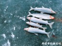 attachID_26677_postID_243936_IMG_20170114_110430_mh1484442743025.jpg