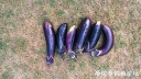 Filename=attachID_26777_postID_244744_EggPlant.jpg
Filesize=203KiB
Dimensions=1000x563
Date added=Jan 22, 2017 attachID_26777_postID_244744_EggPlant.jpg