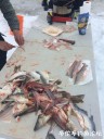 Filename=attachID_26917_postID_245837_IMG_2511.JPG
Filesize=105KiB
Dimensions=750x1000
Date added=Mar 25, 2017 attachID_26917_postID_245837_IMG_2511.JPG