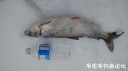 Filename=attachID_26979_postID_246407_IMG_20170125_153728266.jpg
Filesize=42KiB
Dimensions=1000x562
Date added=Mar 25, 2017 attachID_26979_postID_246407_IMG_20170125_153728266.jpg