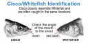 Filename=attachID_26984_postID_246444_cisco_whitefish.jpg
Filesize=41KiB
Dimensions=528x259
Date added=Mar 25, 2017 attachID_26984_postID_246444_cisco_whitefish.jpg