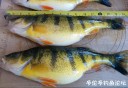 Filename=attachID_27532_postID_250963_IMG_2027.JPG
Filesize=104KiB
Dimensions=1000x690
Date added=Mar 25, 2017 attachID_27532_postID_250963_IMG_2027.JPG