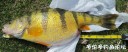Filename=attachID_27534_postID_250966_IMG_2030.JPG
Filesize=106KiB
Dimensions=1000x414
Date added=Mar 25, 2017 attachID_27534_postID_250966_IMG_2030.JPG