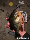 Filename=attachID_27643_postID_251818_IMG_2048.JPG
Filesize=84KiB
Dimensions=750x1000
Date added=Mar 25, 2017 attachID_27643_postID_251818_IMG_2048.JPG