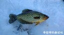 Filename=attachID_27681_postID_252184_IMG_20170219_084212333.jpg
Filesize=61KiB
Dimensions=1000x562
Date added=Mar 25, 2017 attachID_27681_postID_252184_IMG_20170219_084212333.jpg