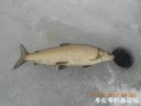 Filename=attachID_27887_postID_254677_DSCN0577.JPG
Filesize=81KiB
Dimensions=1000x750
Date added=Mar 25, 2017 attachID_27887_postID_254677_DSCN0577.JPG