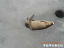 Filename=attachID_27888_postID_254677_DSCN0579.JPG
Filesize=76KiB
Dimensions=1000x750
Date added=Mar 25, 2017 attachID_27888_postID_254677_DSCN0579.JPG