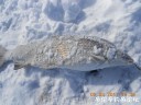 Filename=attachID_27968_postID_255467_DSCN0588.JPG
Filesize=100KiB
Dimensions=1000x750
Date added=Mar 25, 2017 attachID_27968_postID_255467_DSCN0588.JPG