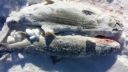 attachID_2809_postID_21557_image.jpg