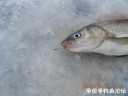 Filename=attachID_28106_postID_256678_DSCN0612.JPG
Filesize=67KiB
Dimensions=1000x750
Date added=Mar 25, 2017 attachID_28106_postID_256678_DSCN0612.JPG