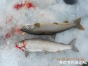 Filename=attachID_28108_postID_256678_DSCN0617.JPG
Filesize=100KiB
Dimensions=1000x750
Date added=Mar 25, 2017 attachID_28108_postID_256678_DSCN0617.JPG