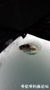 Filename=attachID_28136_postID_256997_20170315_144853.jpg
Filesize=36KiB
Dimensions=562x1000
Date added=Mar 25, 2017 attachID_28136_postID_256997_20170315_144853.jpg