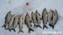 attachID_28180_postID_257311_3.jpg