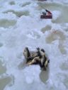 Filename=attachID_2833_postID_21990_image.jpg
Filesize=55KiB
Dimensions=600x800
Date added=Dec 02, 2016 attachID_2833_postID_21990_image.jpg