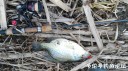 Filename=attachID_28438_postID_259358_IMG_20170329_180909.jpg
Filesize=140KiB
Dimensions=1000x562
Date added=May 25, 2017 attachID_28438_postID_259358_IMG_20170329_180909.jpg