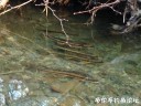 Filename=attachID_28776_postID_262231_IMG_0184.JPG
Filesize=92KiB
Dimensions=1000x750
Date added=May 25, 2017 attachID_28776_postID_262231_IMG_0184.JPG