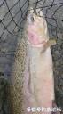 Filename=attachID_28806_postID_262421_20170413_130232.jpg
Filesize=98KiB
Dimensions=562x1000
Date added=May 25, 2017 attachID_28806_postID_262421_20170413_130232.jpg
