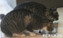 Filename=attachID_28824_postID_262892_chiyu.jpg
Filesize=83KiB
Dimensions=1000x603
Date added=May 25, 2017 attachID_28824_postID_262892_chiyu.jpg