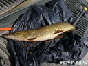 Filename=attachID_29041_postID_264620_1333735819.jpg
Filesize=141KiB
Dimensions=1000x750
Date added=May 25, 2017 attachID_29041_postID_264620_1333735819.jpg